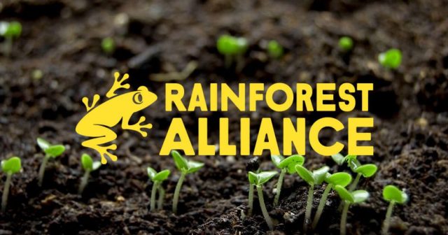 tieu chuan Rainforest Alliance tieu chuan Rainforest Alliance